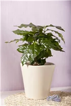 Coffea arabica - Kaffeestrauch