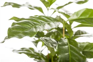 Coffea arabica - Kaffeestrauch
