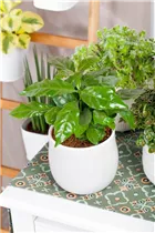 Coffea arabica - Kaffeestrauch