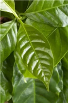Coffea arabica - Kaffeestrauch