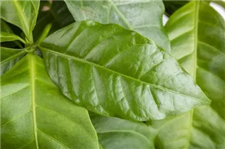 Coffea arabica - Kaffeestrauch