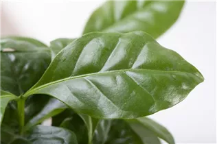 Coffea arabica - Kaffeestrauch