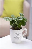 Coffea arabica - Kaffeestrauch