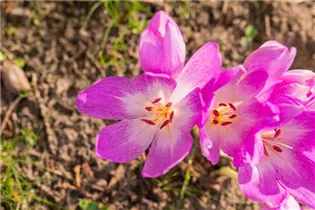 Colchicum autumnale - Herbst-Zeitlose Colchicum autumnale - Herbst-Zeitlose