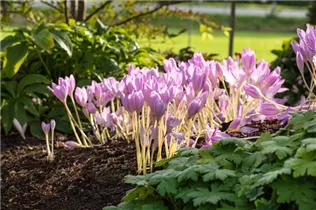 Colchicum autumnale - Herbst-Zeitlose Colchicum autumnale - Herbst-Zeitlose