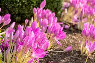 Colchicum autumnale - Herbst-Zeitlose Colchicum autumnale - Herbst-Zeitlose