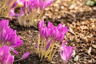 Colchicum autumnale - Herbst-Zeitlose Colchicum autumnale - Herbst-Zeitlose