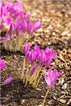 Colchicum autumnale - Herbst-Zeitlose Colchicum autumnale - Herbst-Zeitlose