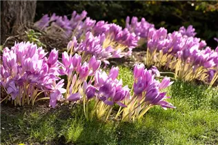 Colchicum autumnale - Herbst-Zeitlose Colchicum autumnale - Herbst-Zeitlose