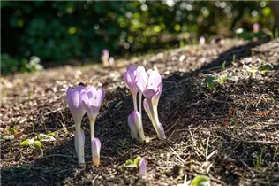 Colchicum autumnale - Herbst-Zeitlose Colchicum autumnale - Herbst-Zeitlose
