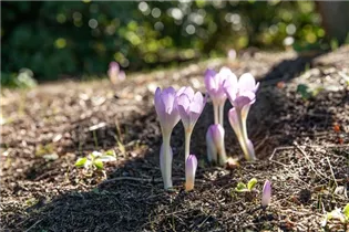 Colchicum autumnale - Herbst-Zeitlose Colchicum autumnale - Herbst-Zeitlose