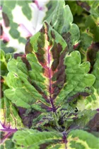Coleus blumei - Buntnessel Coleus blumei - Buntnessel
