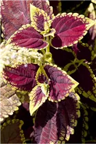 Coleus blumei - Buntnessel Coleus blumei - Buntnessel