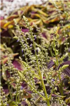 Coleus blumei - Buntnessel Coleus blumei - Buntnessel