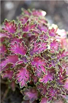 Coleus blumei - Buntnessel Coleus blumei - Buntnessel