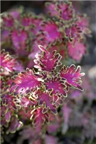 Coleus blumei - Buntnessel Coleus blumei - Buntnessel