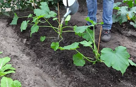 Zucchini - Einpflanzen im Gemüsebeet Zucchini - Einpflanzen im Gemüsebeet