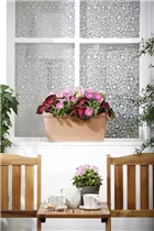 Coleus blumei - Buntnessel Coleus blumei - Buntnessel