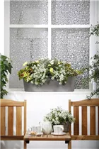 Coleus blumei - Buntnessel Coleus blumei - Buntnessel