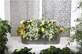 Coleus blumei - Buntnessel Coleus blumei - Buntnessel