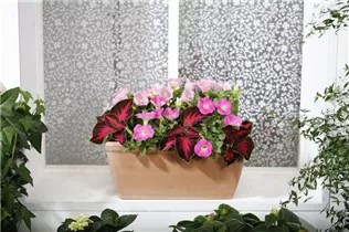 Coleus blumei - Buntnessel Coleus blumei - Buntnessel