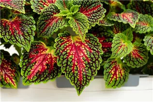 Coleus blumei 'Freaky Leaves'™ - Buntnessel 'Freaky Leaves'™ Coleus blumei 'Freaky Leaves'™ - Buntnessel 'Freaky Leaves'™