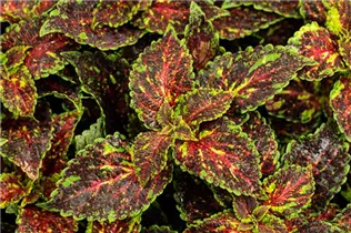 Coleus blumei 'Freaky Leaves'™ - Buntnessel 'Freaky Leaves'™ Coleus blumei 'Freaky Leaves'™ - Buntnessel 'Freaky Leaves'™