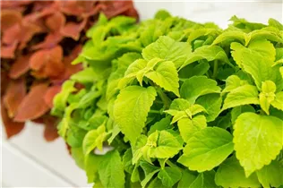 Coleus blumei 'Freaky Leaves'™ - Buntnessel 'Freaky Leaves'™ Coleus blumei 'Freaky Leaves'™ - Buntnessel 'Freaky Leaves'™