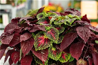 Coleus blumei 'Freaky Leaves'™ - Buntnessel 'Freaky Leaves'™ Coleus blumei 'Freaky Leaves'™ - Buntnessel 'Freaky Leaves'™