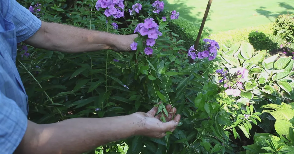 - Phlox - Unkraut entfernen
