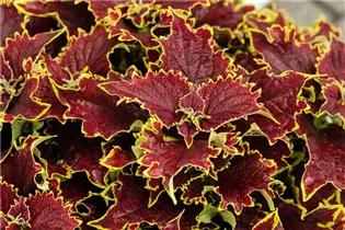 Coleus blumei 'Freaky Leaves'™ - Buntnessel 'Freaky Leaves'™ Coleus blumei 'Freaky Leaves'™ - Buntnessel 'Freaky Leaves'™