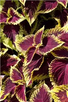 Coleus blumei 'Kong' - Buntnessel 'Kong'