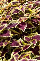 Coleus blumei 'Kong' - Buntnessel 'Kong'
