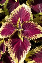 Coleus blumei 'Kong' - Buntnessel 'Kong'