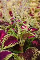 Coleus blumei 'Kong' - Buntnessel 'Kong'