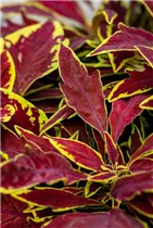 Coleus blumei 'Le Freak' - Buntnessel 'Le Freak'