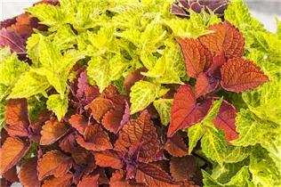 Coleus blumei 'Main Street' - Buntnessel 'Main Street'