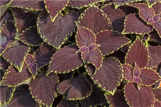Coleus blumei 'Main Street' - Buntnessel 'Main Street'