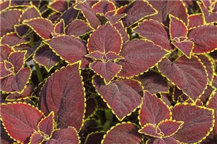 Coleus blumei 'Main Street' - Buntnessel 'Main Street'
