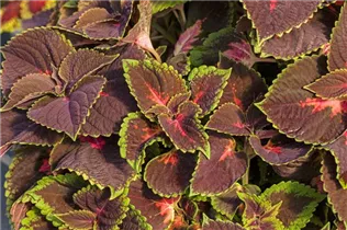 Coleus blumei 'Main Street' - Buntnessel 'Main Street'