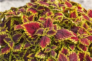 Coleus blumei 'Main Street' - Buntnessel 'Main Street'