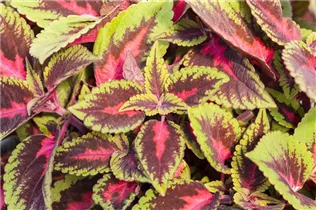 Coleus blumei 'Main Street' - Buntnessel 'Main Street'