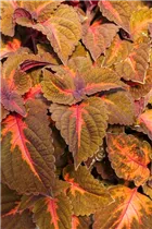 Coleus blumei 'Main Street' - Buntnessel 'Main Street'