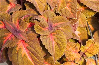 Coleus blumei 'Main Street' - Buntnessel 'Main Street'