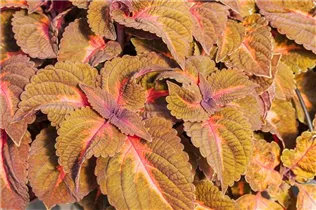 Coleus blumei 'Main Street' - Buntnessel 'Main Street'