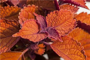 Coleus blumei 'Main Street' - Buntnessel 'Main Street'