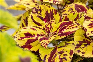 Coleus blumei 'Stained Glassworks' - Buntnessel 'Stained Glassworks'