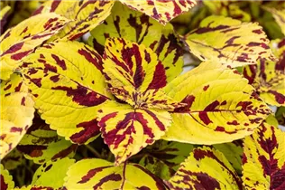 Coleus blumei 'Stained Glassworks' - Buntnessel 'Stained Glassworks'
