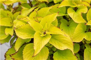 Coleus blumei 'Stained Glassworks' - Buntnessel 'Stained Glassworks'