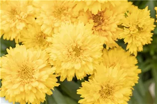 Coreopsis grandiflora 'Moonswirl' - Großblumiges Mädchenauge 'Moonswirl'